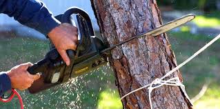 How Our Tree Care Process Works  in  Greenbrier, AR