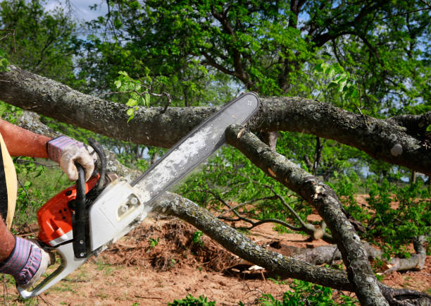 Greenbrier, AR Tree Care Company